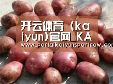 产品展示标题5
